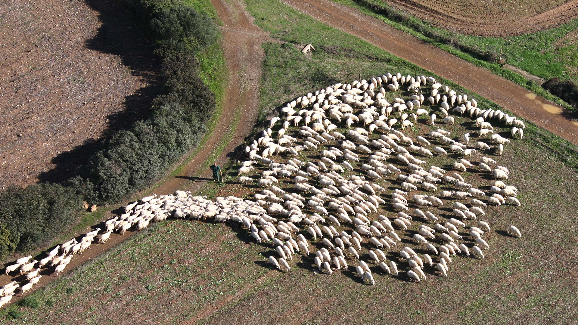 Gregge dal cielo